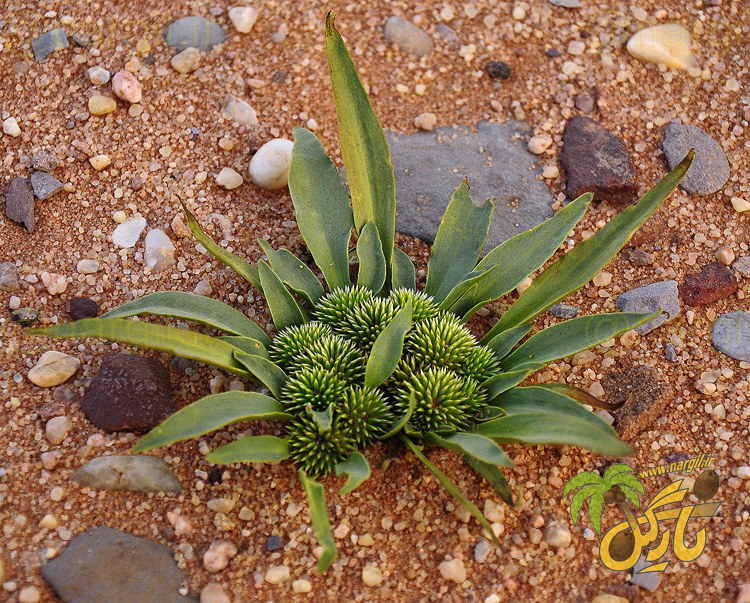 چشم زمین - معرفی گیاهان بومی ایران